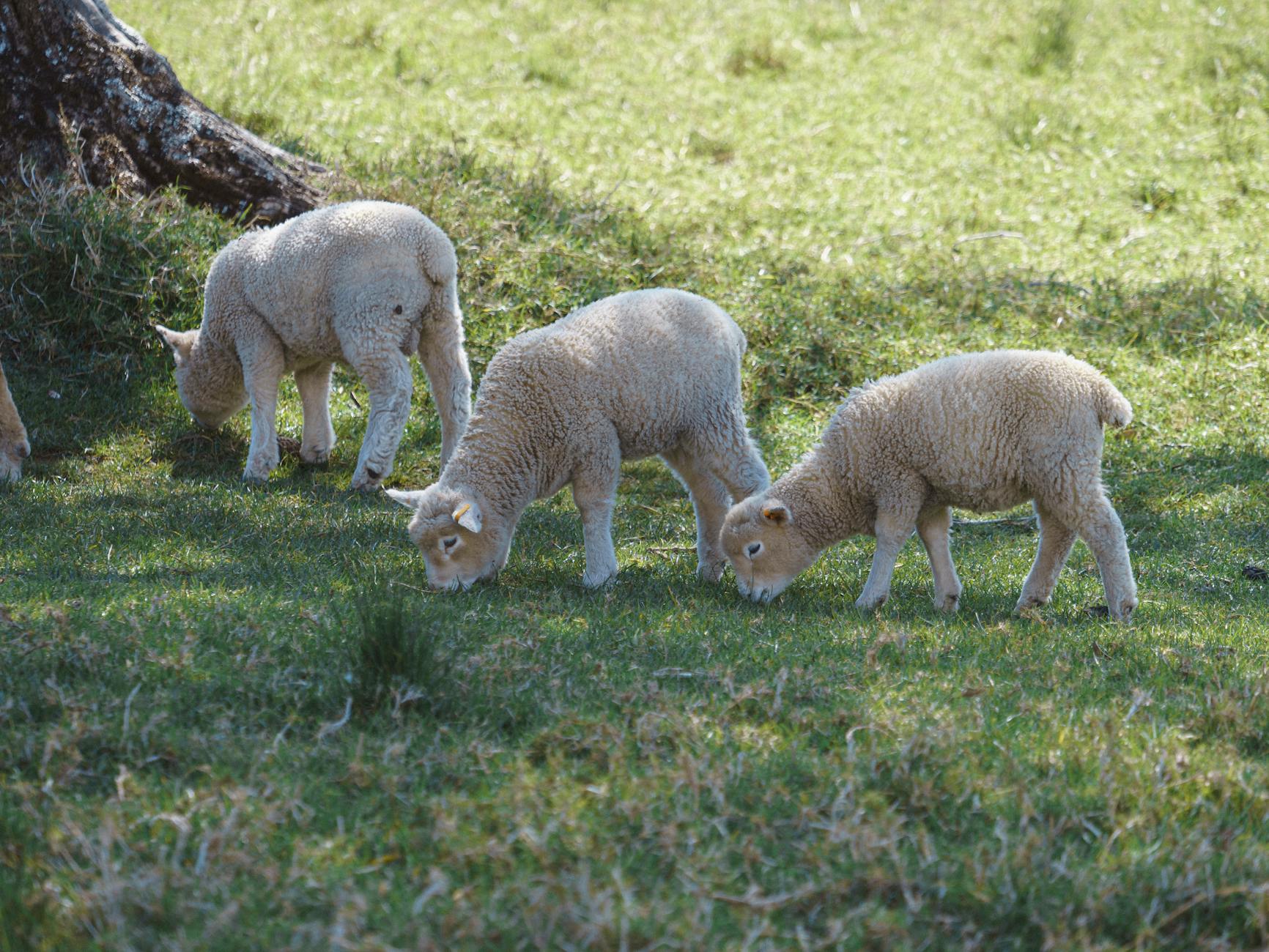 Fresh lamb legs arranged neatly for Instagram social media post