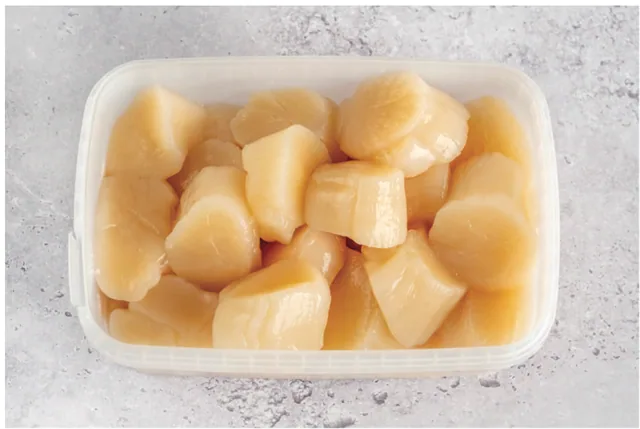 Fresh Scallops in Tub