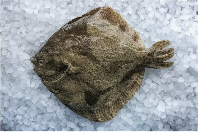 Turbot