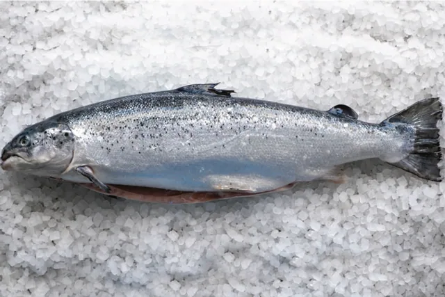 Scottish Whole Salmon