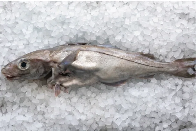Scottish Haddock Whole