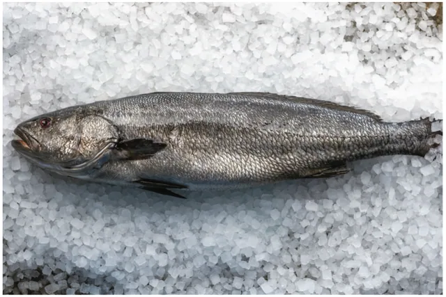 Stone Bass Whole