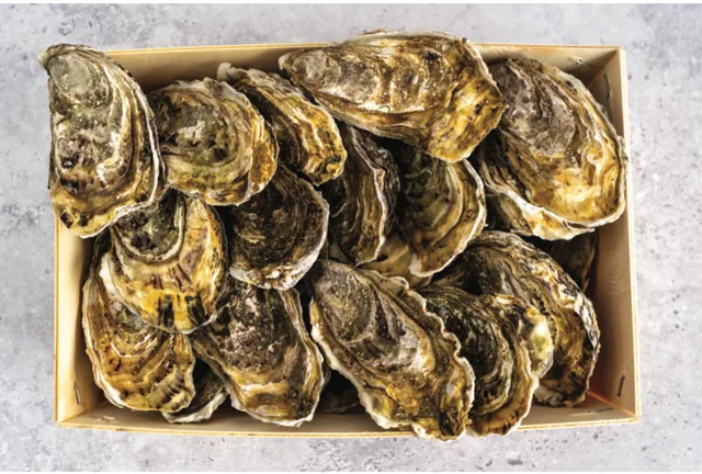 Oyster